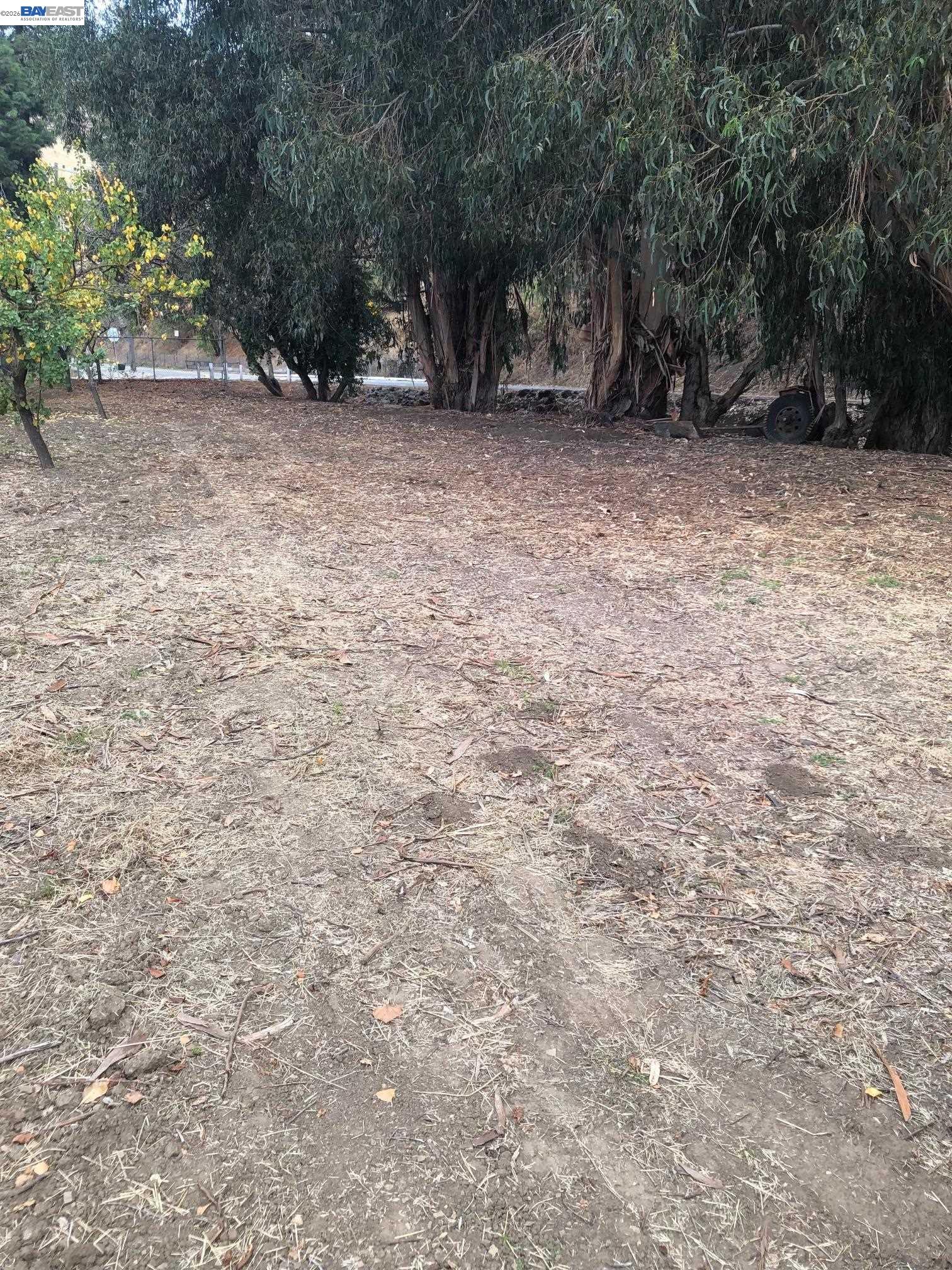 Cleared level building pad ringed by mature eucalyptus trees